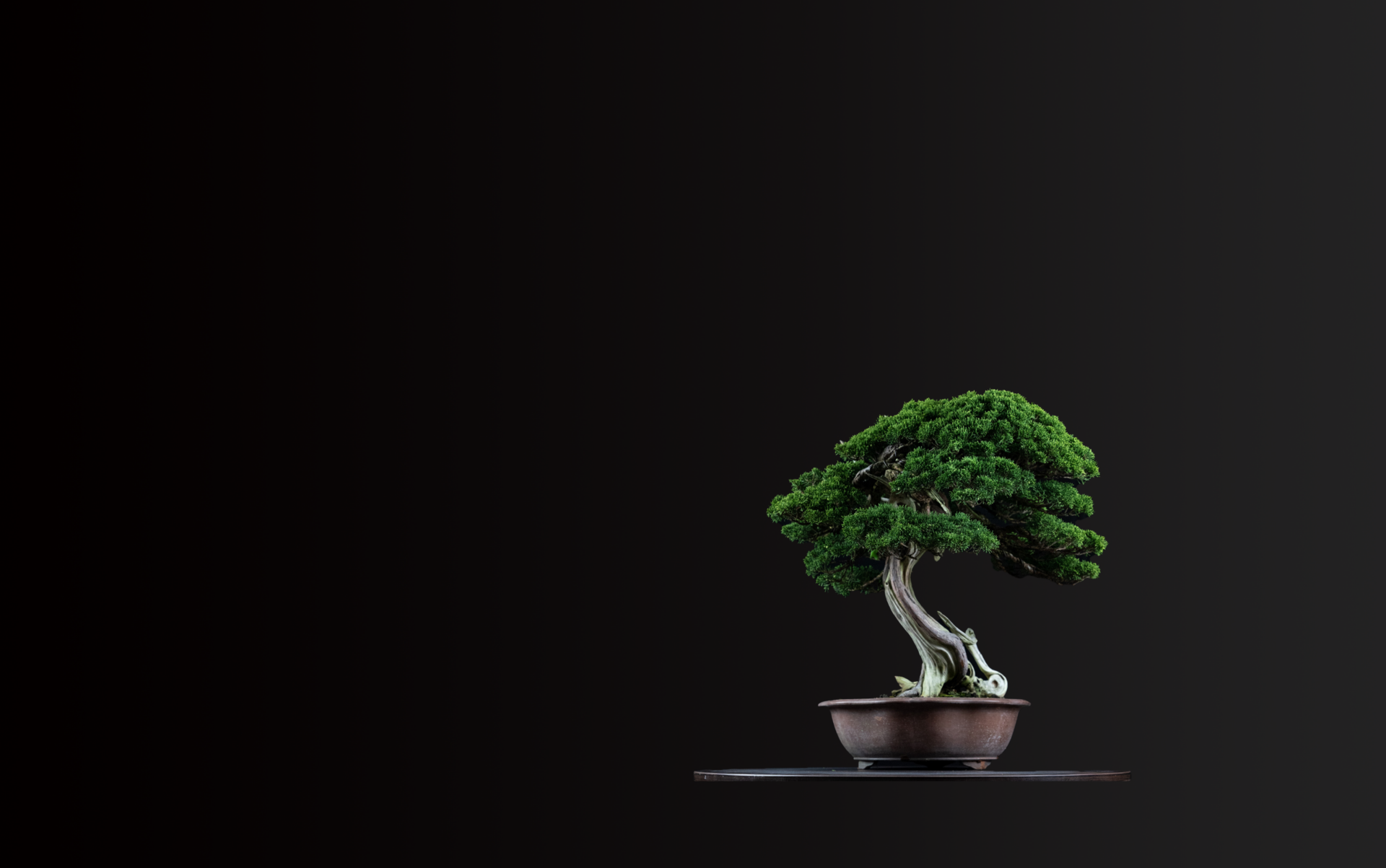 盆栽的魅力