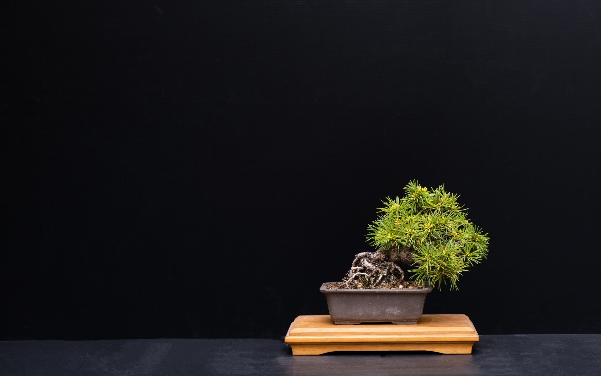 CHARM OF BONSAI