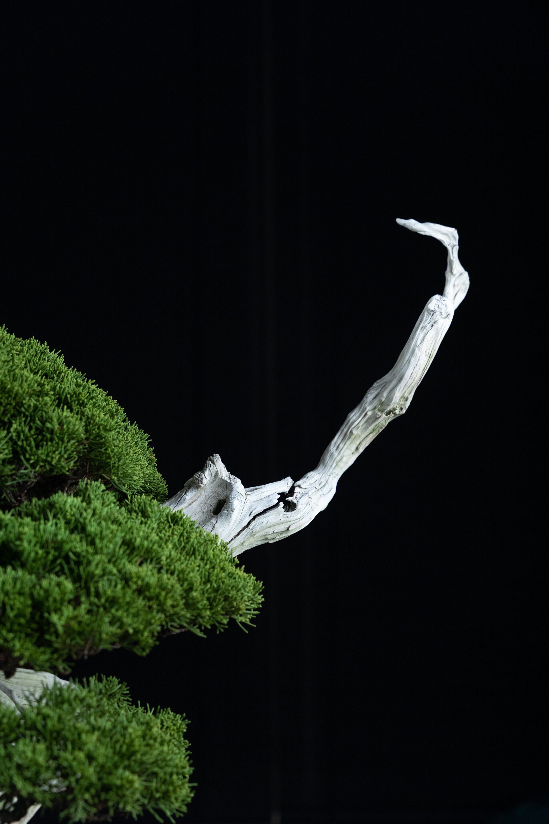 CHARM OF BONSAI