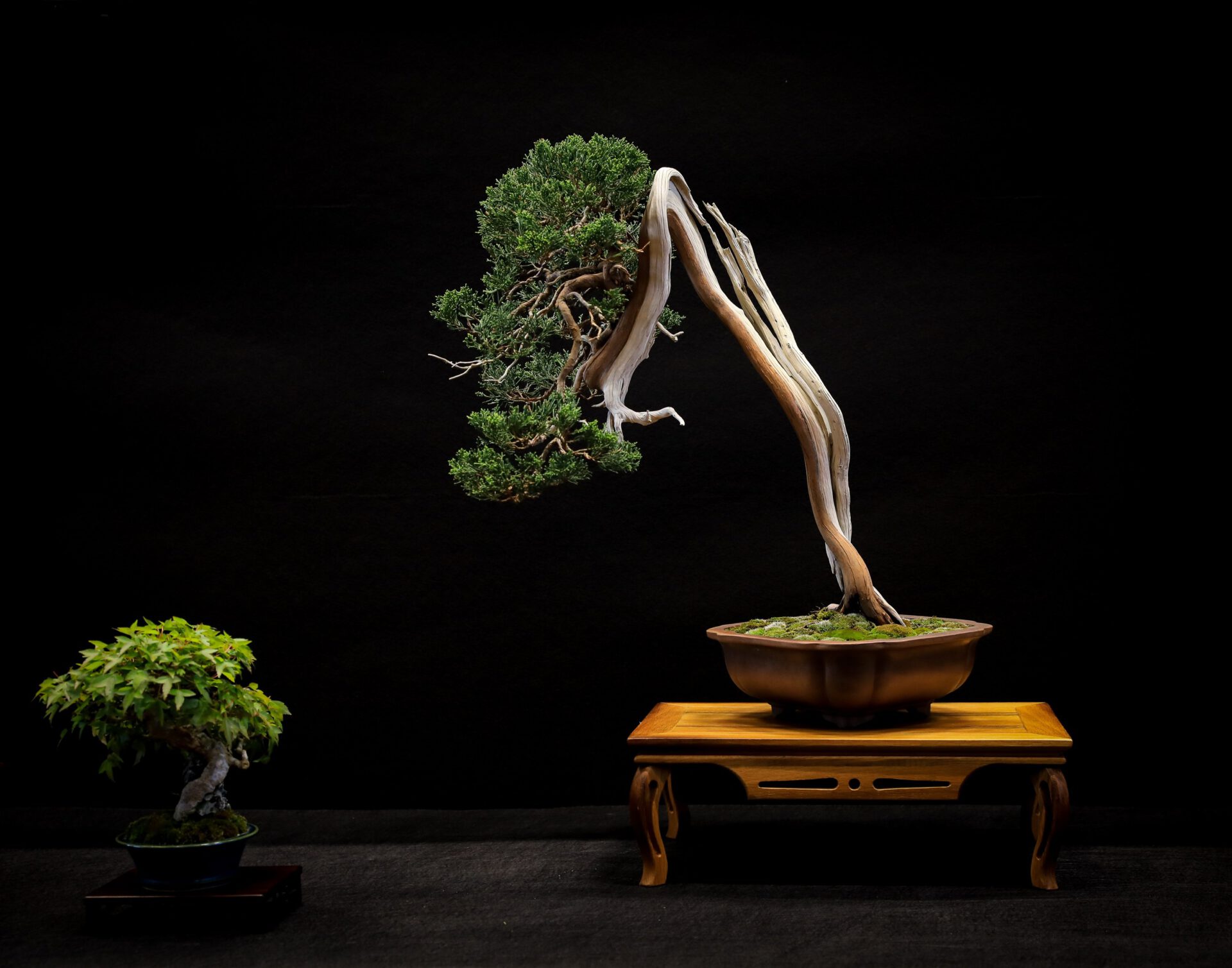 CHARM OF BONSAI