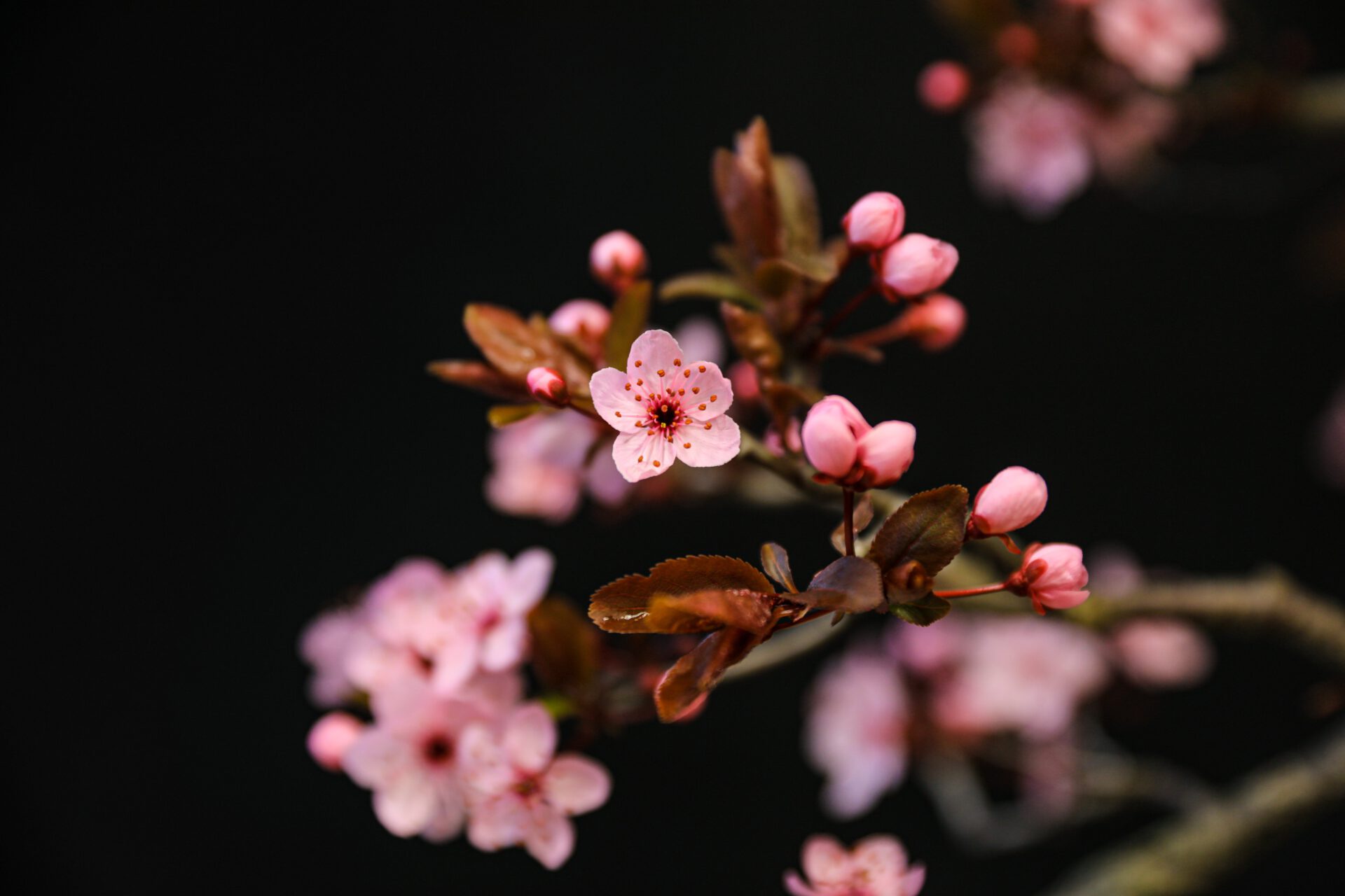 CHARM OF BONSAI