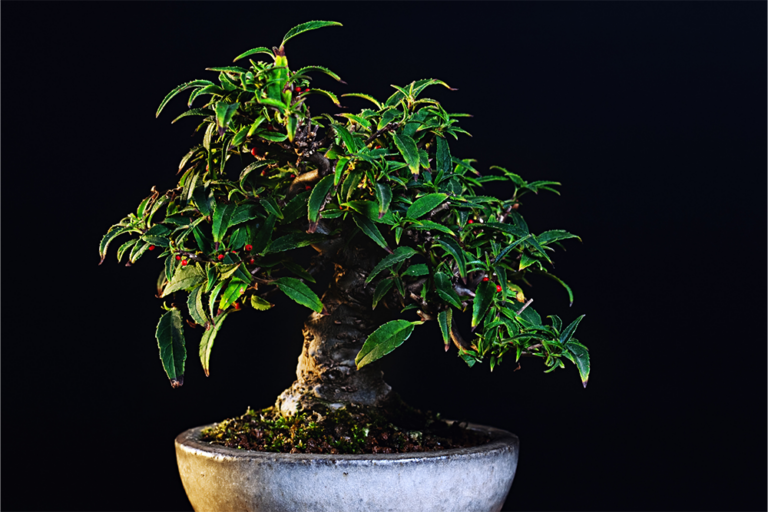 45th Japan Bonsai Taikan Exhibition - BONSAI JAPAN